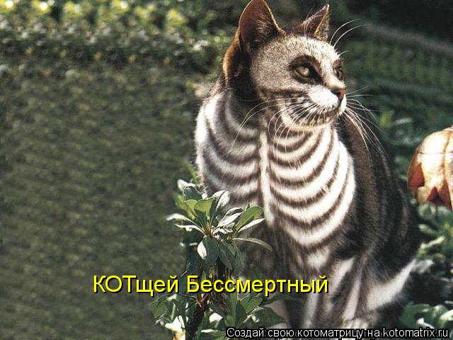 КОТщей Бессмертный... Котоматрица: КОТщей Бессмертный