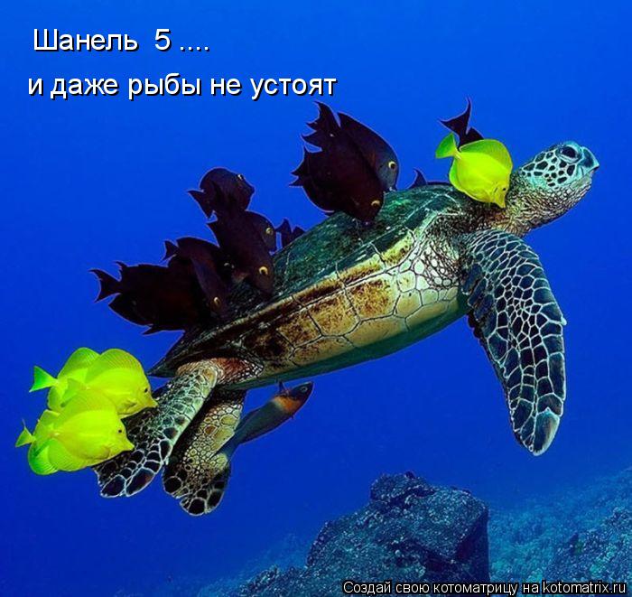 Шанель №5 .... и даже рыбы не устоят... Котоматрица: Шанель №5 .... и даже рыбы не устоят