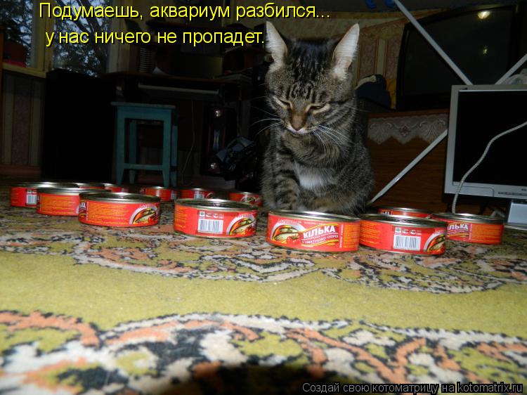 Котоматрица: Подумаешь, аквариум разбился... у нас ничего не пропадет.