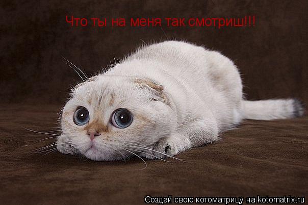 Что ты на меня так смотриш!!!... Котоматрица: Что ты на меня так смотриш!!!