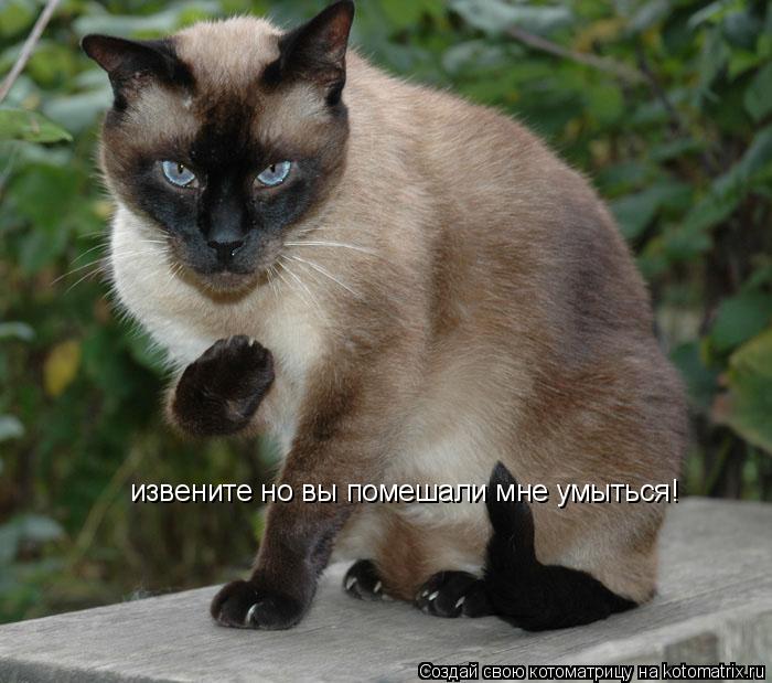 Котоматрица: извените но вы помешали мне умыться!