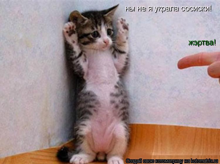 Котоматрица: ны не я украла сосиски! жэртва!