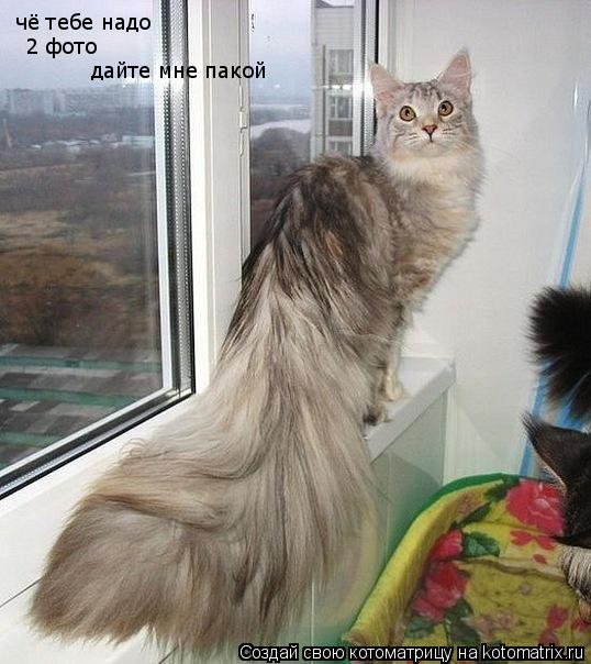 Котоматрица: дайте мне пакой чё тебе надо 2 фото