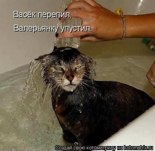 Котоматрица: Васёк перепил, Валерьянку упустил.