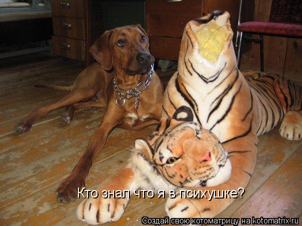 Котоматрица: Кто знал что я в психушке?