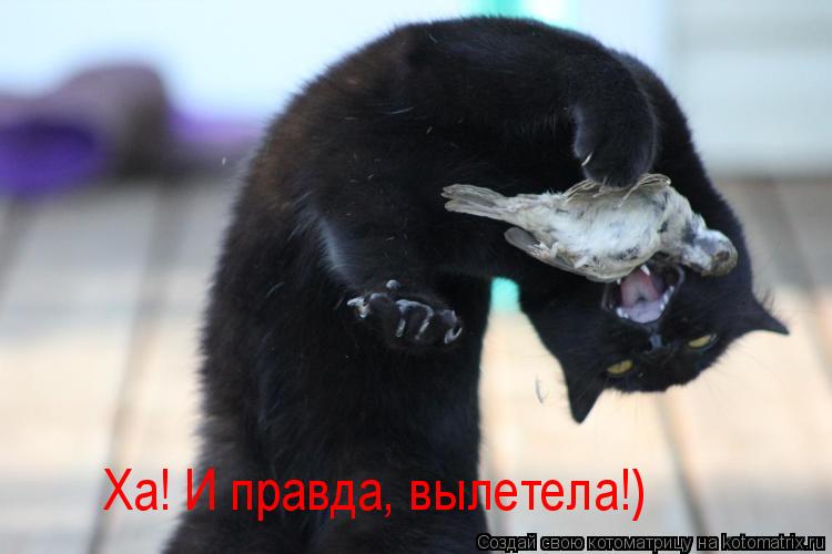 Котоматрица: Ха! И правда, вылетела!)