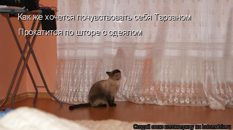 Котоматрица: Как же хочется почувствовать себя Тарзаном Прокатится по шторе с одеялом