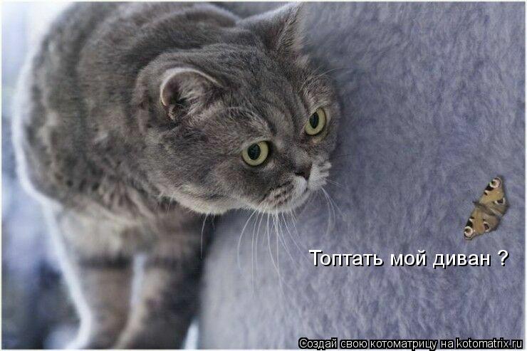 Котоматрица: Топтать мой диван ?