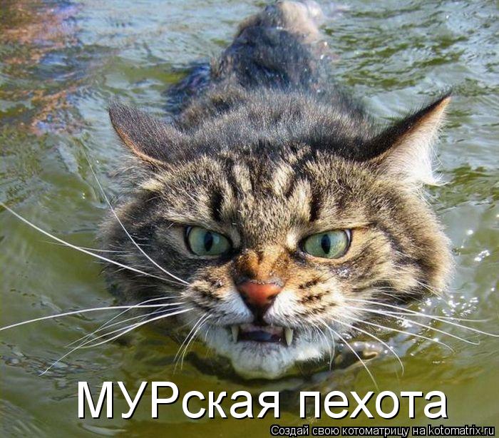 МУРская пехота... Котоматрица: МУРская пехота