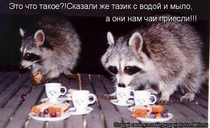 Котоматрица: Это что такое?!Сказали же тазик с водой и мыло,а они нам чай принесли!!! Это что такое?!Сказали же тазик с водой и мыло, а они нам чаи приесли!!!