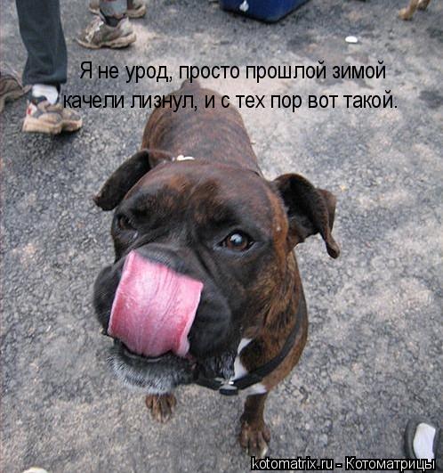 Котоматрица: Я не урод, просто прошлой зимой качели лизнул, и с тех пор вот такой.