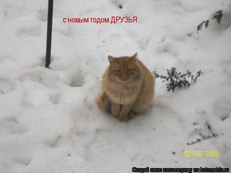 Котоматрица: с новым годом ДРУЗЬЯ