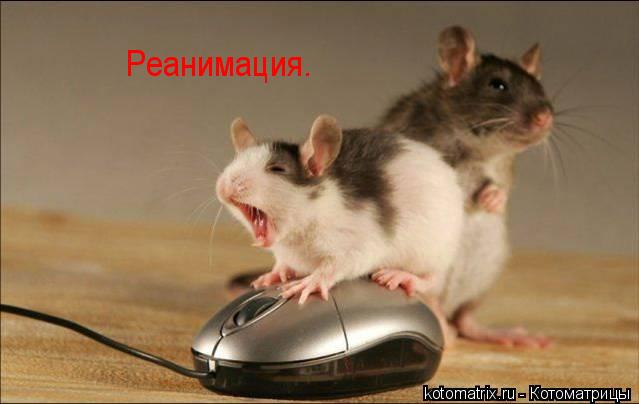 Котоматрица: Реанимация.