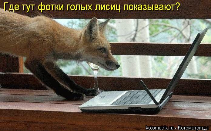 Котоматрица: Где тут фотки голых лисиц показывают?