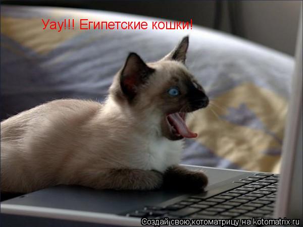 Котоматрица: Уау!!! Египетские кошки!