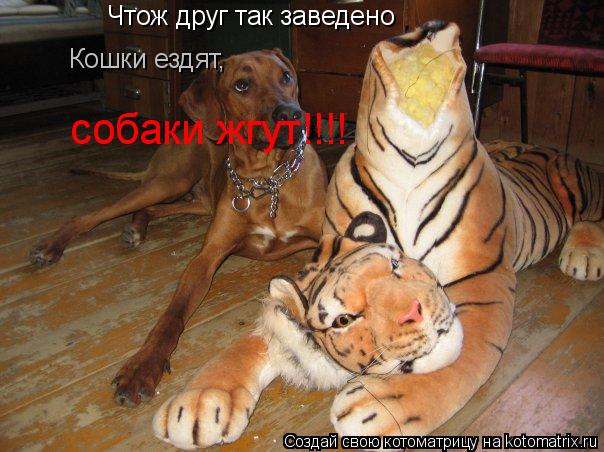 Котоматрица: Чтож друг так заведено Кошки ездят,  собаки жгут!!!!