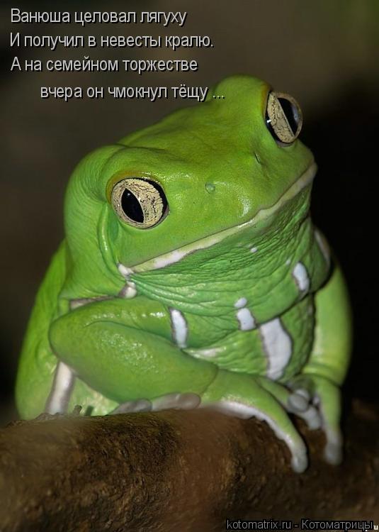 Котоматрица: Ванюша целовал лягуху И получил в невесты кралю. А на семейном торжестве вчера он чмокнул тёщу ...
