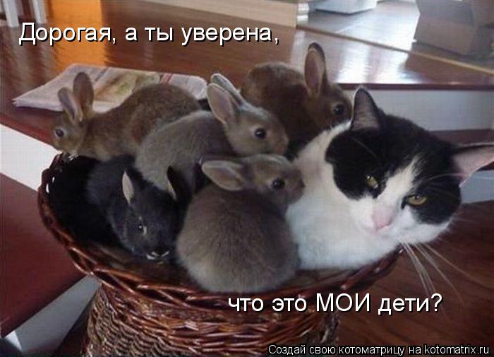 Котоматрица: Дорогая, а ты уверена, что это МОИ дети?