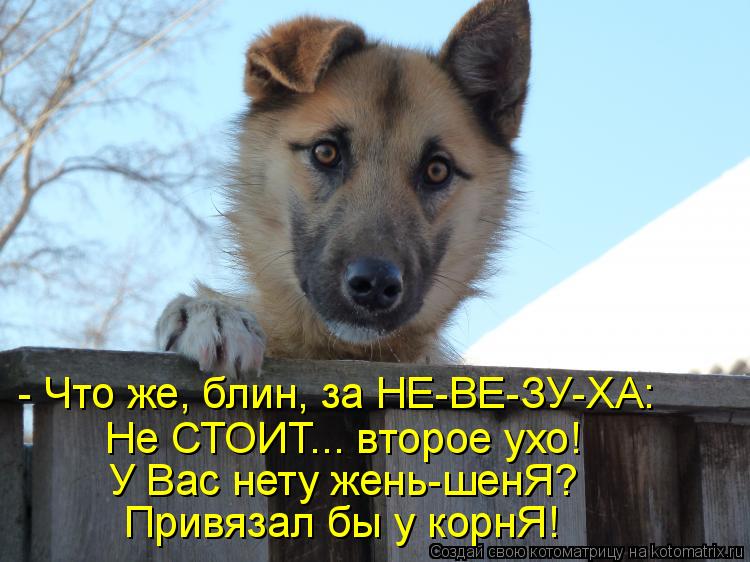 - Что же, блин, за НЕ-ВЕ-ЗУ-ХА: Не СТОИТ... второе ухо! У Вас нету жень-шенЯ? Привязал бы у корнЯ!... Котоматрица: - Что же, блин, за НЕ-ВЕ-ЗУ-ХА: Не СТОИТ... второе ухо! У Вас нету жень-шенЯ? Привязал бы у корнЯ!
