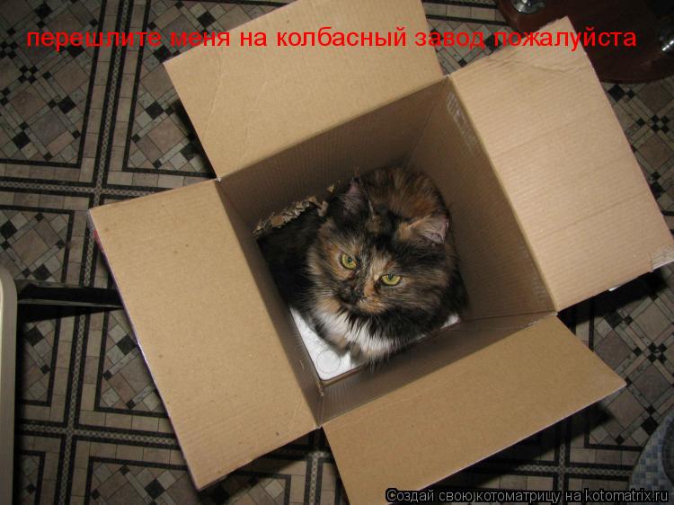 Котоматрица: перешлите меня на колбасный завод пожалуйста