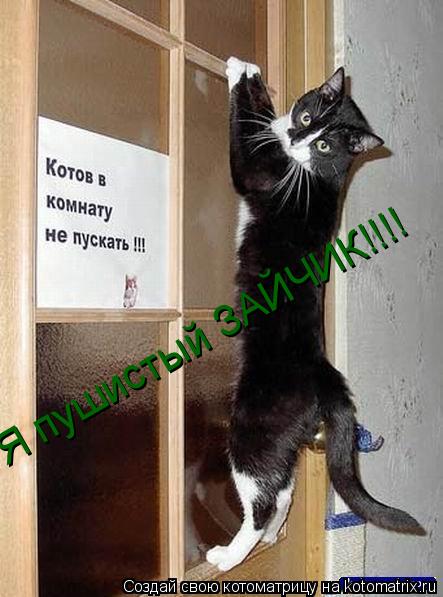 Котоматрица: Я пушистый ЗАЙЧИК!!!!