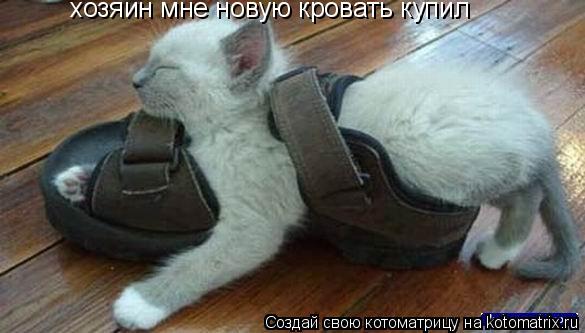 Котоматрица: хозяин мне новую кровать купил