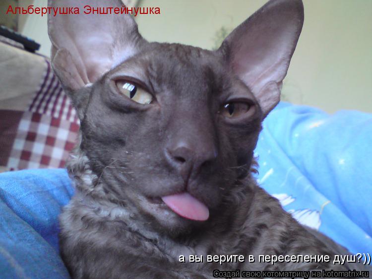 Котоматрица: Альбертушка Энштейнушка а вы верите в переселение душ?))