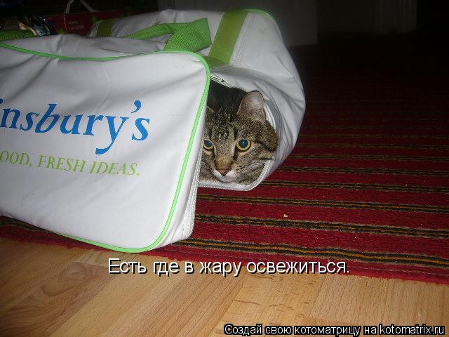 Котоматрица: Есть где в жару освежиться.