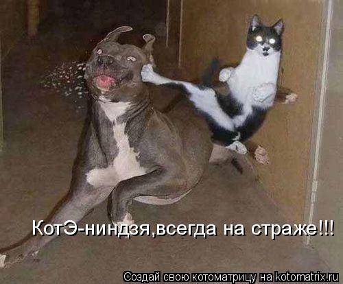 Котоматрица: КотЭ-ниндзя,всегда на страже!!!