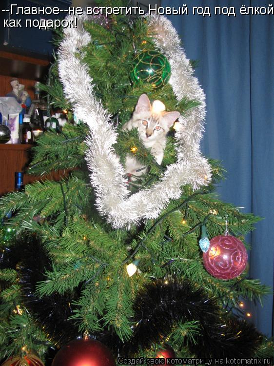 Котоматрица: --Главное--не встретить Новый год под ёлкой, как подарок!