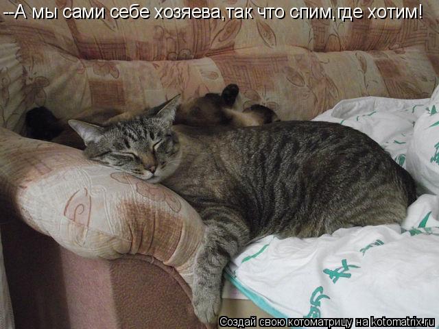 Котоматрица: --А мы сами себе хозяева,так что спим,где хотим!