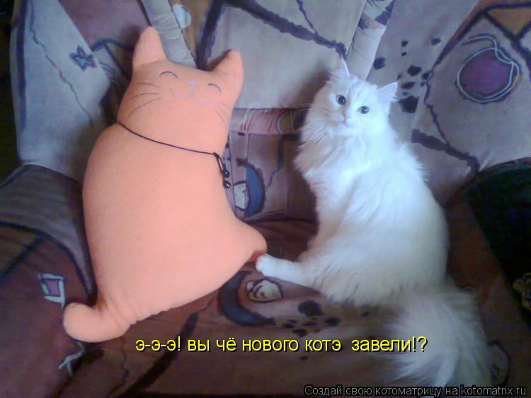 Котоматрица: э-э-э! вы чё нового котэ  завели!?