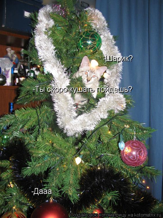 Котоматрица: -Шарик? -Дааа -Ты скоро кушать пойдешь?