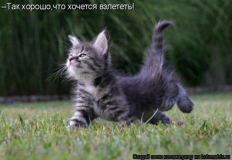 Котоматрица: --Так хорошо,что хочется взлететь!
