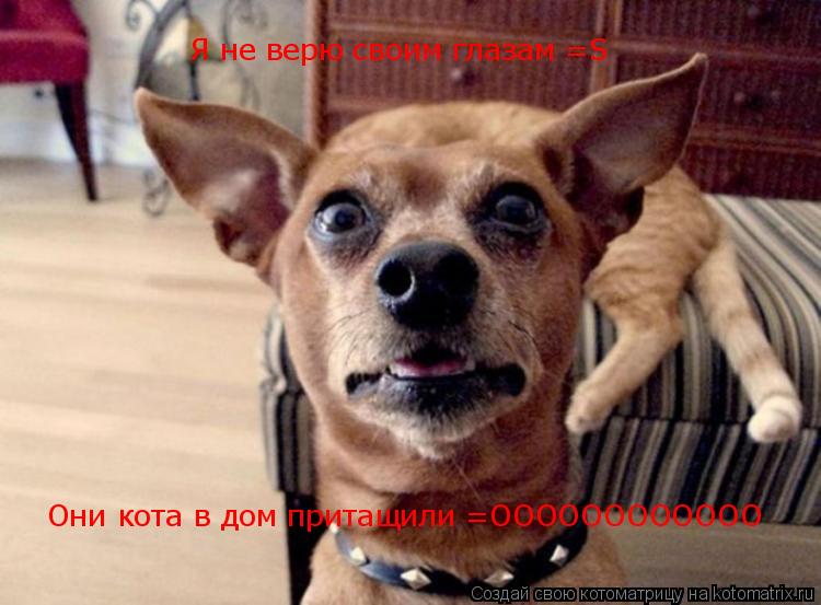 Котоматрица: Я не верю своим глазам Я не верю своим глазам =S Они кота в дом притащили =ОООООООООООО