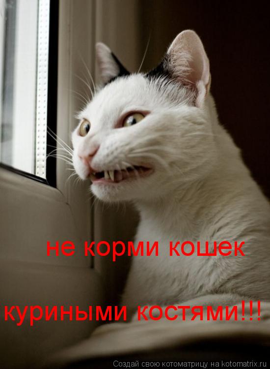 Котоматрица: не корми кошек куриными костями!!!