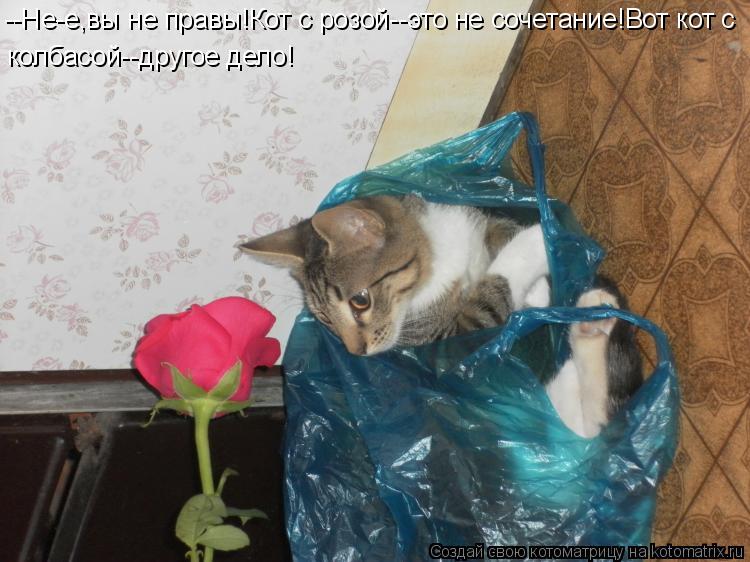 Котоматрица: --Не-е,вы не правы!Кот с розой--это не сочетание!Вот кот с колбасой--другое дело!