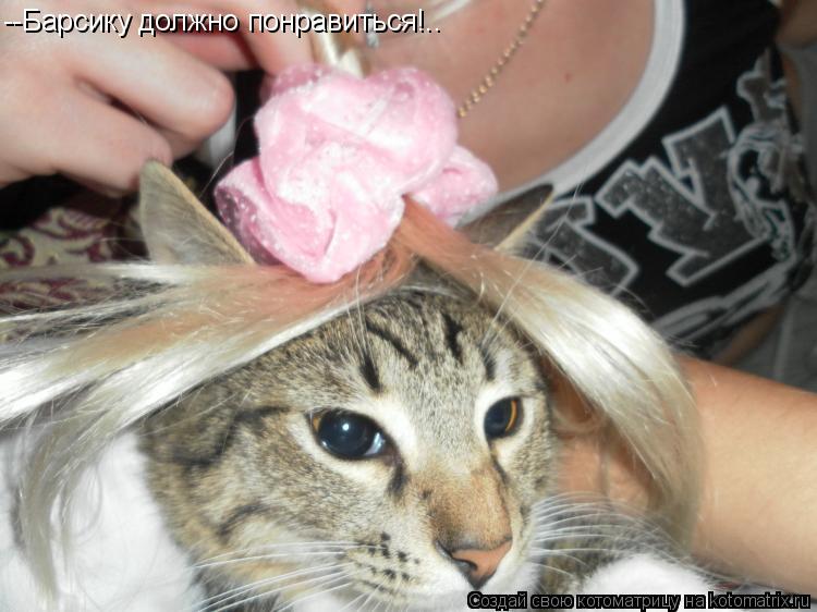 Котоматрица: --Барсику должно понравиться!..