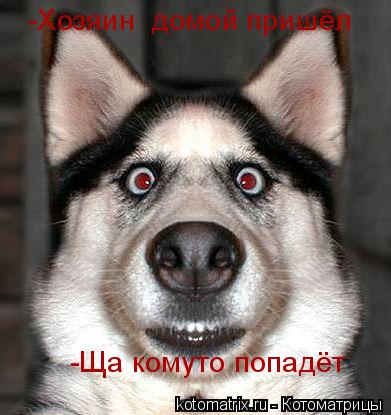 Котоматрица: -Хозяин  домой пришёл     -Ща комуто попадёт
