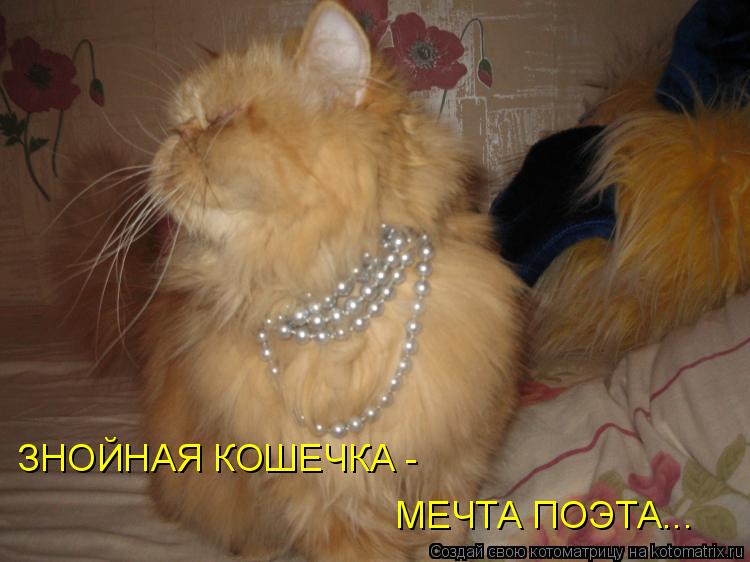 Котоматрица: ЗНОЙНАЯ КОШЕЧКА - МЕЧТА ПОЭТА...