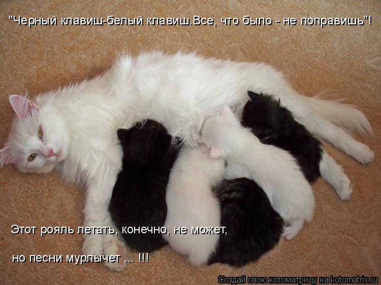 Котоматрица: "Черный клавиш-белый клавиш.Все, что было - не поправишь"! Этот рояль летать, конечно, не может, но песни мурлычет ... !!!