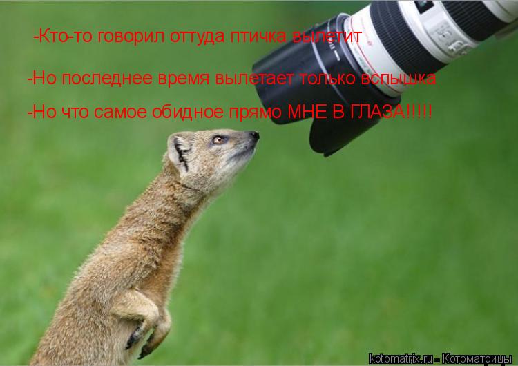 Котоматрица: -Кто-то говорил оттуда птичка вылетит -Но последнее время вылетает только вспышка -Но что самое обидное прямо МНЕ В ГЛАЗА!!!!!