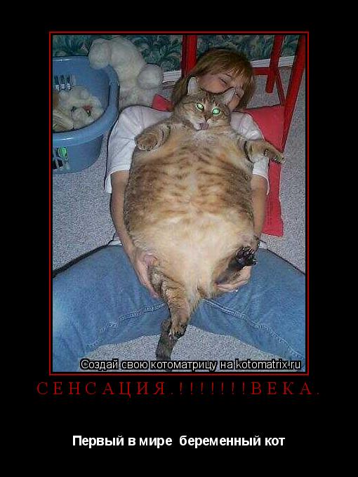 Котоматрица: сенсация.!!!!!!!века. Первый в мире  беременный кот