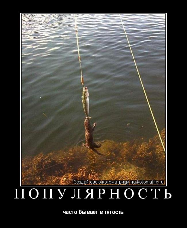 Котоматрица: ПОПУЛЯРНОСТЬ часто бывает в тягость