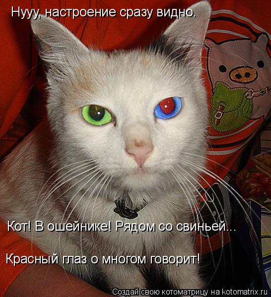 Котоматрица: Нууу, настроение сразу видно. Кот! В ошейнике! Рядом со свиньей... Красный глаз о многом говорит!