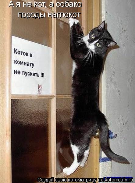 Котоматрица: А я не кот, а собако породы наглокот