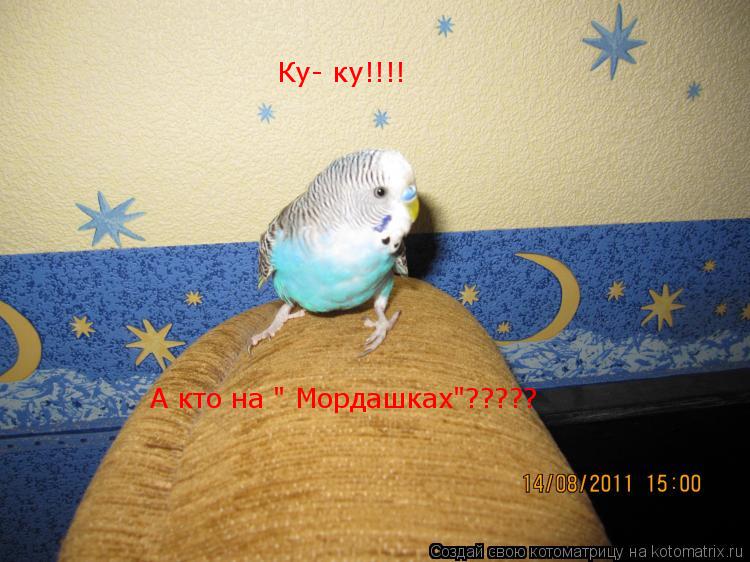 Котоматрица: А кто на " Мордашках"????? Ку- ку!!!!