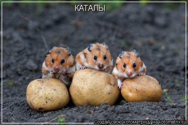 Котоматрица: КАТАЛЫ