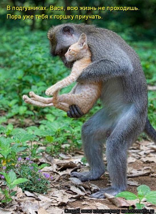 Котоматрица: В подгузниках, Вася, всю жизнь не проходишь. Пора уже тебя к горшку приучать.