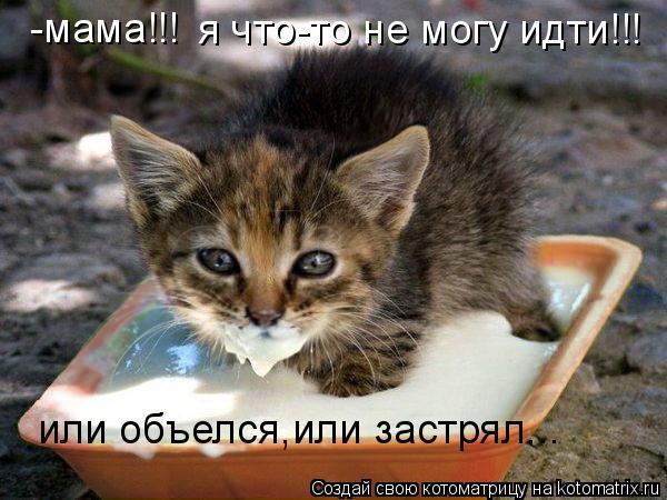 Котоматрица: -мама!!! я что-то не могу идти!!! или объелся,или застрял...